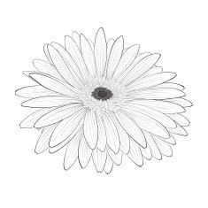 beautiful monochrome black and white gerbera flower isolated