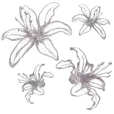 Hand drawn lilium flowers vector illustration