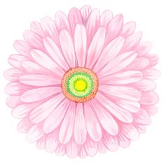 Pink watercolor gerbera N5