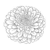beautiful monochrome black and white flower isolated