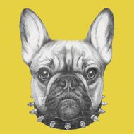 Hand drawn portrait of French Bulldog with collar