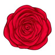 beautiful red rose isolated on white background N4