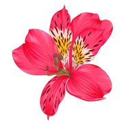 Beautiful bright pink alstroemeria isolated on white background
