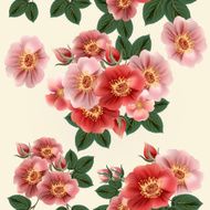 wallpaper pattern with roses