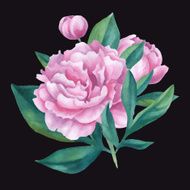 Vector isolated bouquet of watercolor peonies