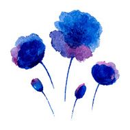 Poppies on the white background