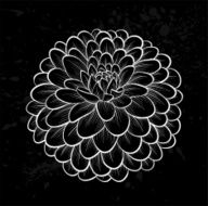 beautiful monochrome black and white dahlia flower