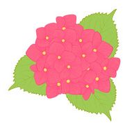 beautiful flower hydrangea isolated on white background