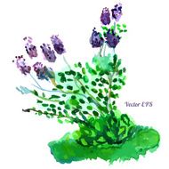 Beautiful lilac bush