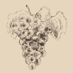 bunch of grapes vintage illustration engraved style N2