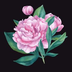 Vector isolated bouquet of watercolor peonies