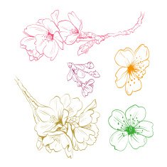 Flowers hand drawn vector illustration N5