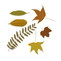 Leafs-Design Elements N2