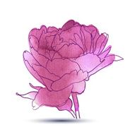 Peony flower N2