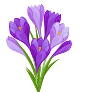 Bouquet of flowers crocus on white background