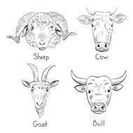 Set of hand drawn farm animals vector illustration N3