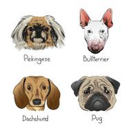 Set of hand drawn dogs vector illustration N3