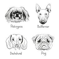 Set of hand drawn dogs vector illustration N4