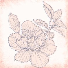 Hibiscus outline drawing Elegant vector background