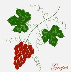 Grapevine Vector wine design elements N11