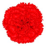 Beautiful red carnation isolated on white background