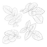 set of beautiful black and white rose leaves isolated on white