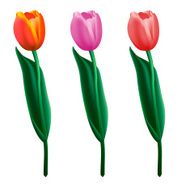 Tulips colorful Realistic vector illustration