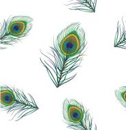 Peacock Background