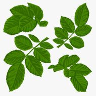 set of beautiful green leaves isolated on white N2