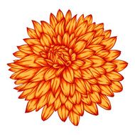 beautiful yellow dahlia isolated on white background N2