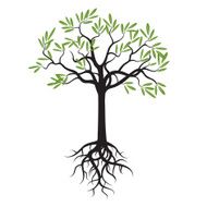 Young Olive Tree with Green Leafs and Roots Vector Illustration