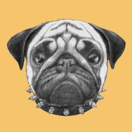 Hand drawn portrait of Pug Dog with collar