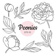 Vector set of monochrome peony flower and leaves