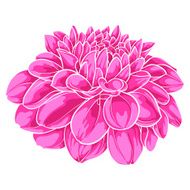 beautiful pink dahlia isolated on white background N4
