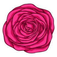 beautiful red rose isolated on white background N5