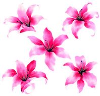 beautiful lily N6