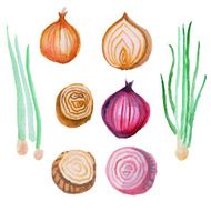 Watercolor onion red and green