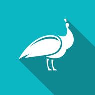 Peacock sign Vector Illustration