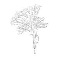 beautiful monochrome black and white aster flower isolated N3