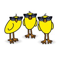 Three Yellow Chicks Wearing Ladies Sunglasses Staring