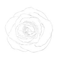 black and white rose isolated on background