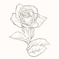Hand drawn rose flower