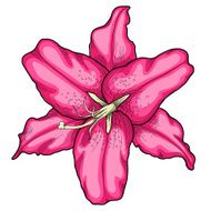 lily isolated on white background N2