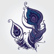 Beautiful peacock feather