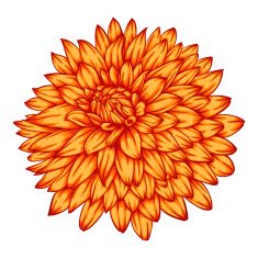 beautiful yellow dahlia isolated on white background N2