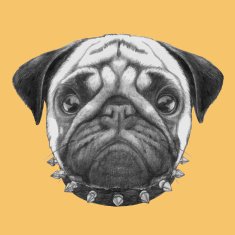 Hand drawn portrait of Pug Dog with collar