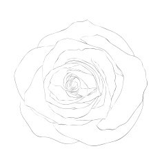 black and white rose isolated on background