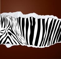 Zebra Pattern N12