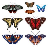 set with butterflies isolated on white