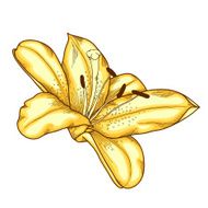 beautiful lily in the style of engraving and watercolors N2